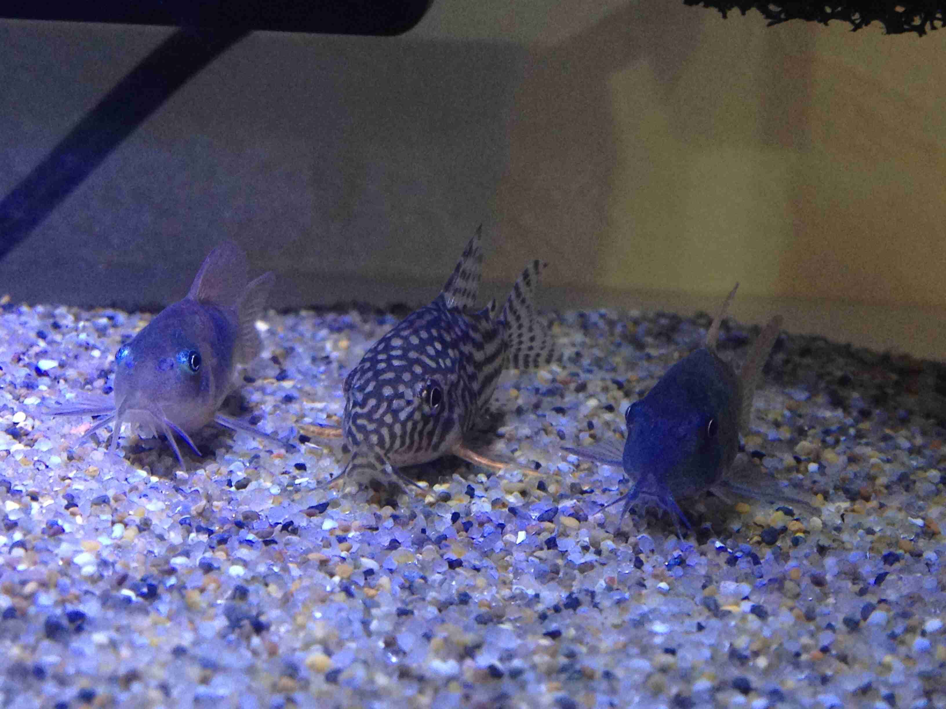 《身バレしない程度に》お宅の愛魚さん見せて下さい。