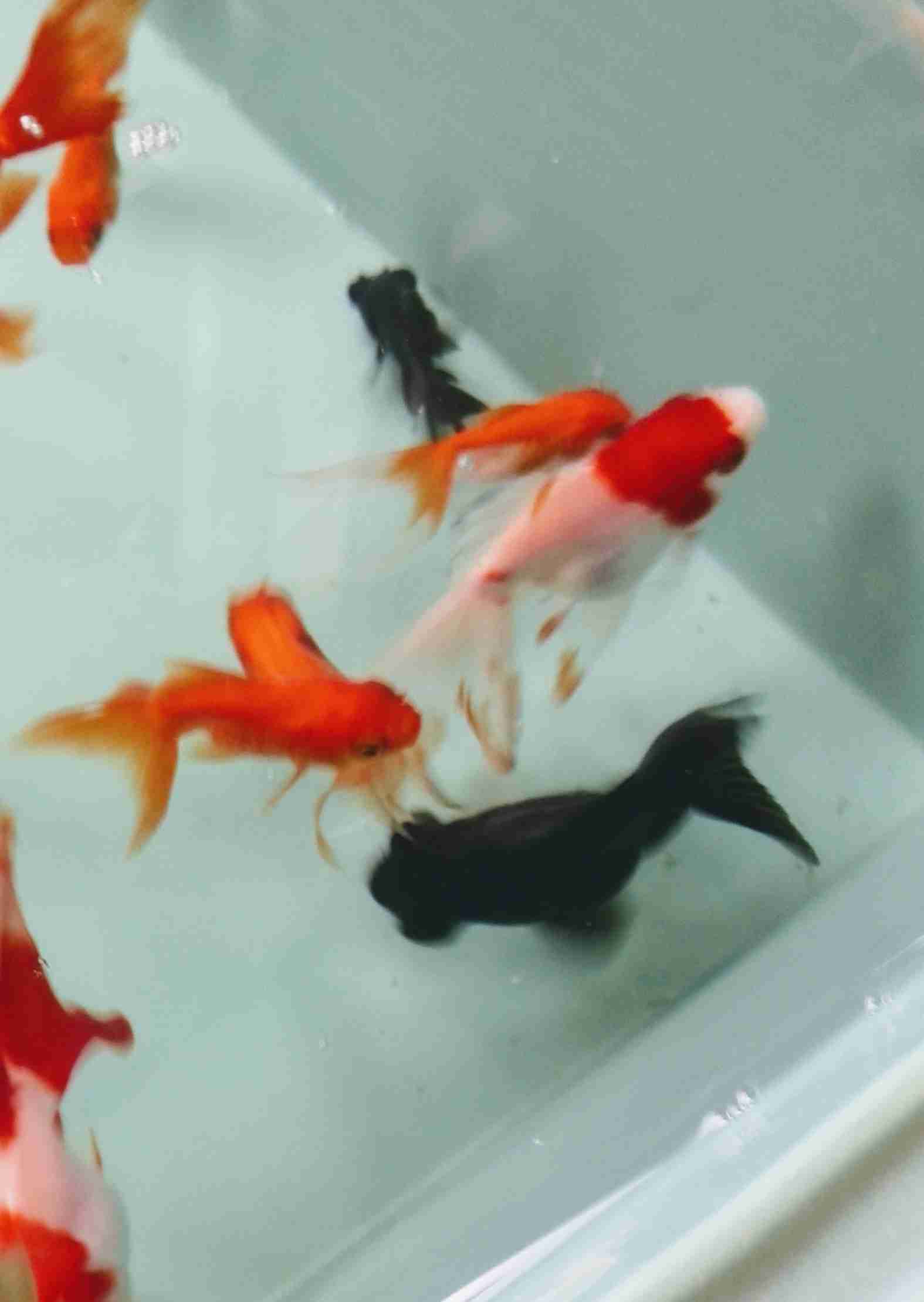 《身バレしない程度に》お宅の愛魚さん見せて下さい。