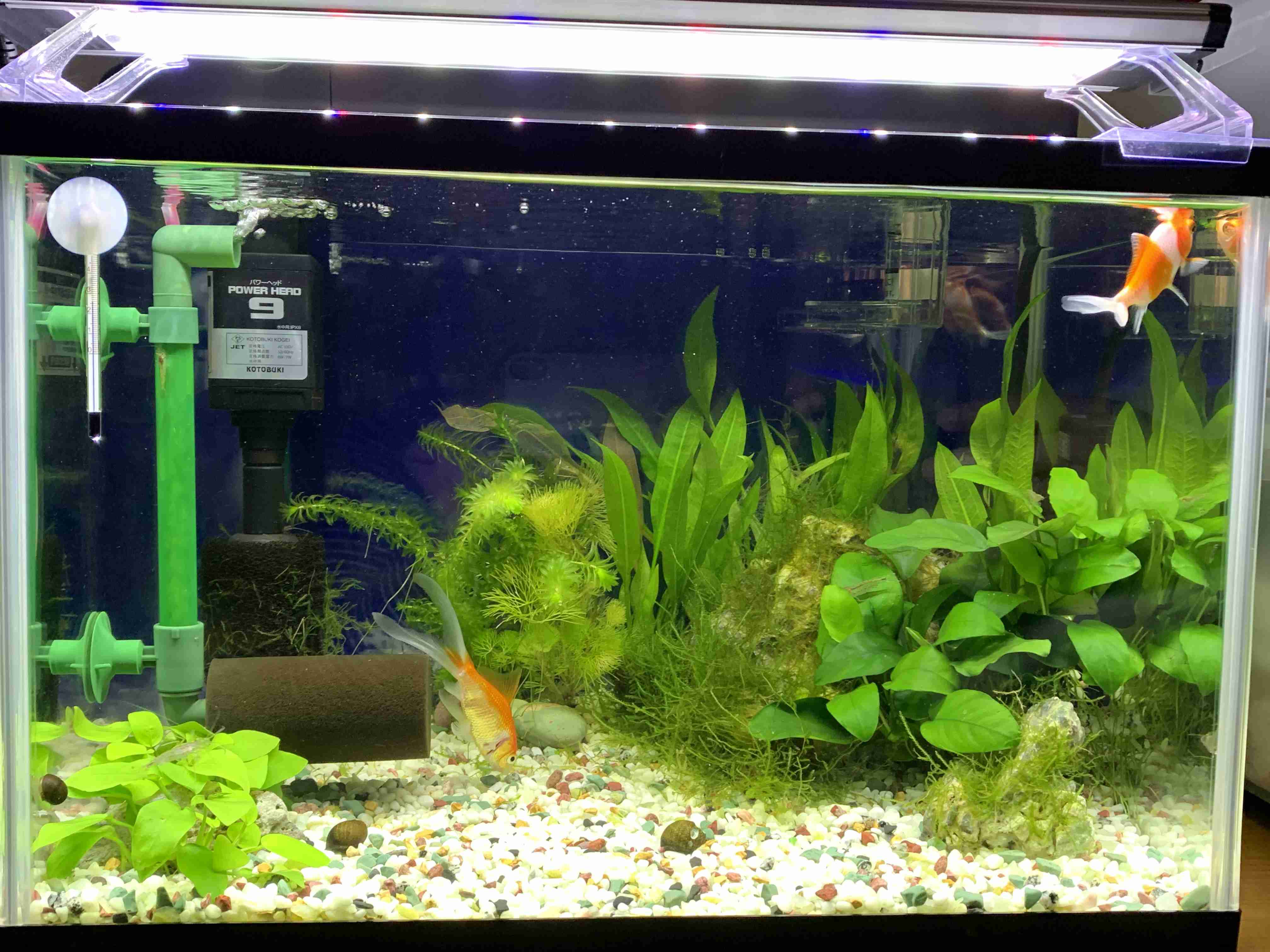 《身バレしない程度に》お宅の愛魚さん見せて下さい。
