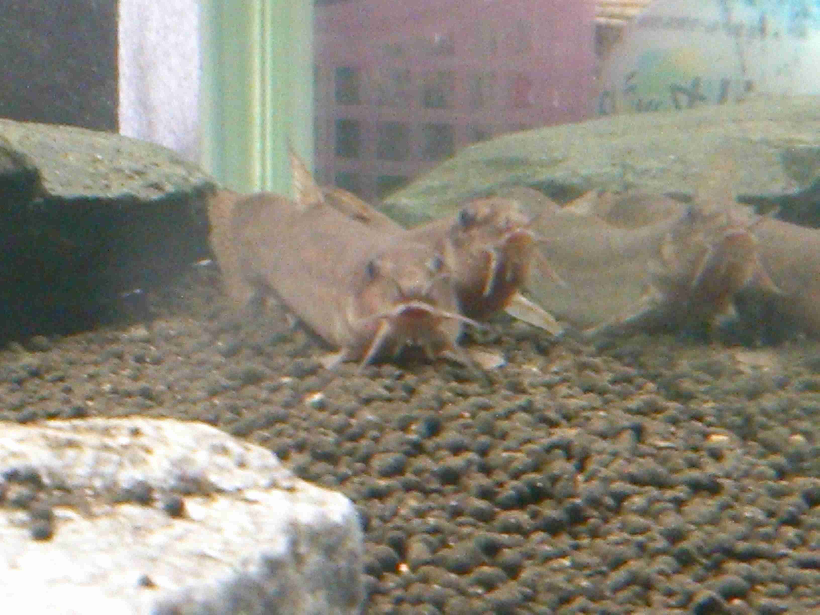 《身バレしない程度に》お宅の愛魚さん見せて下さい。