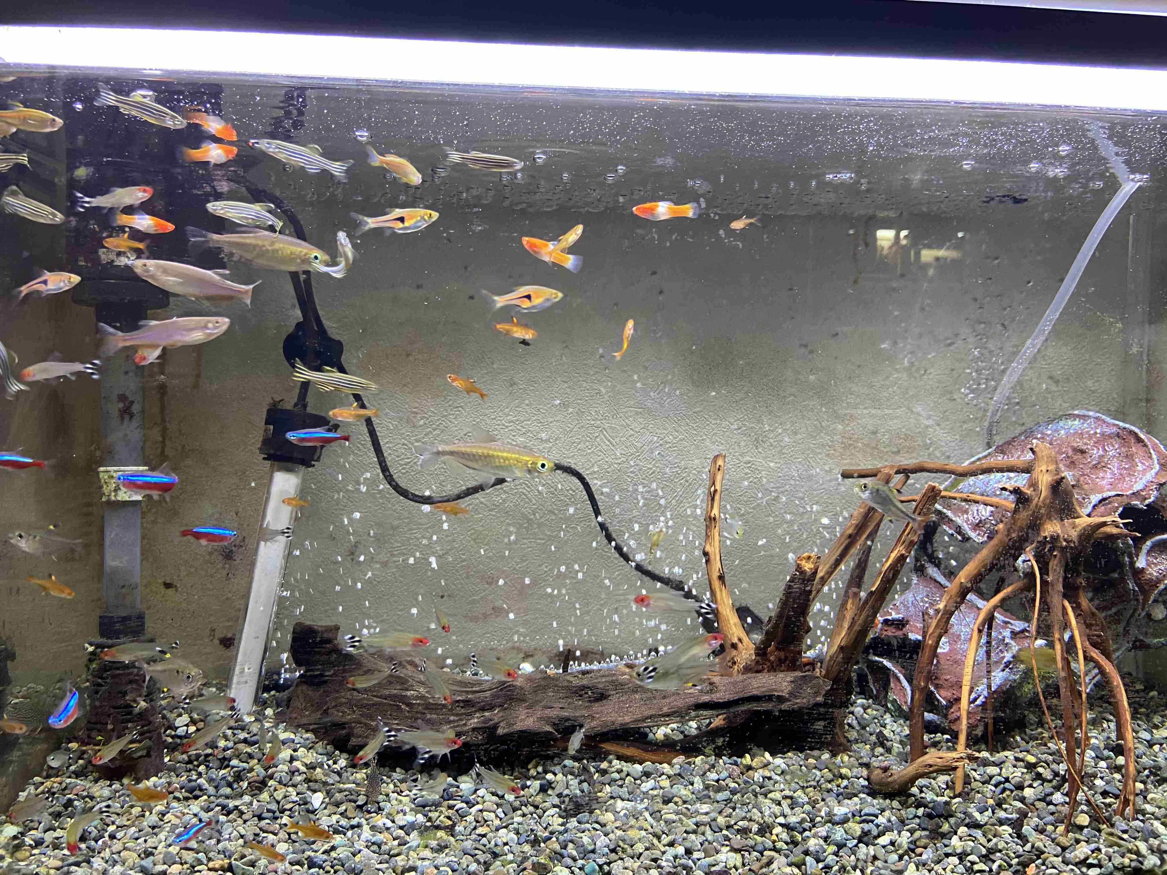 《身バレしない程度に》お宅の愛魚さん見せて下さい。