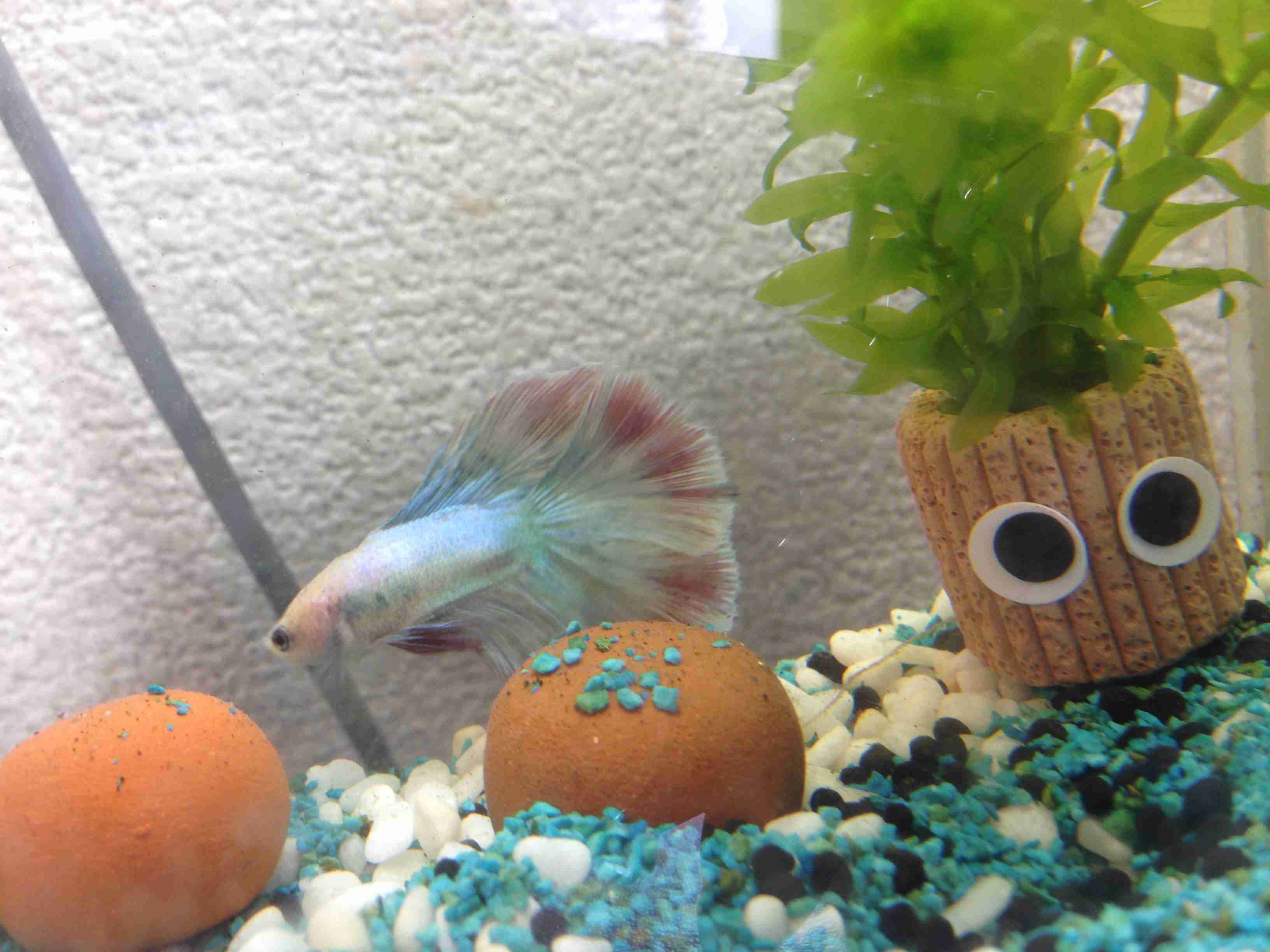 《身バレしない程度に》お宅の愛魚さん見せて下さい。