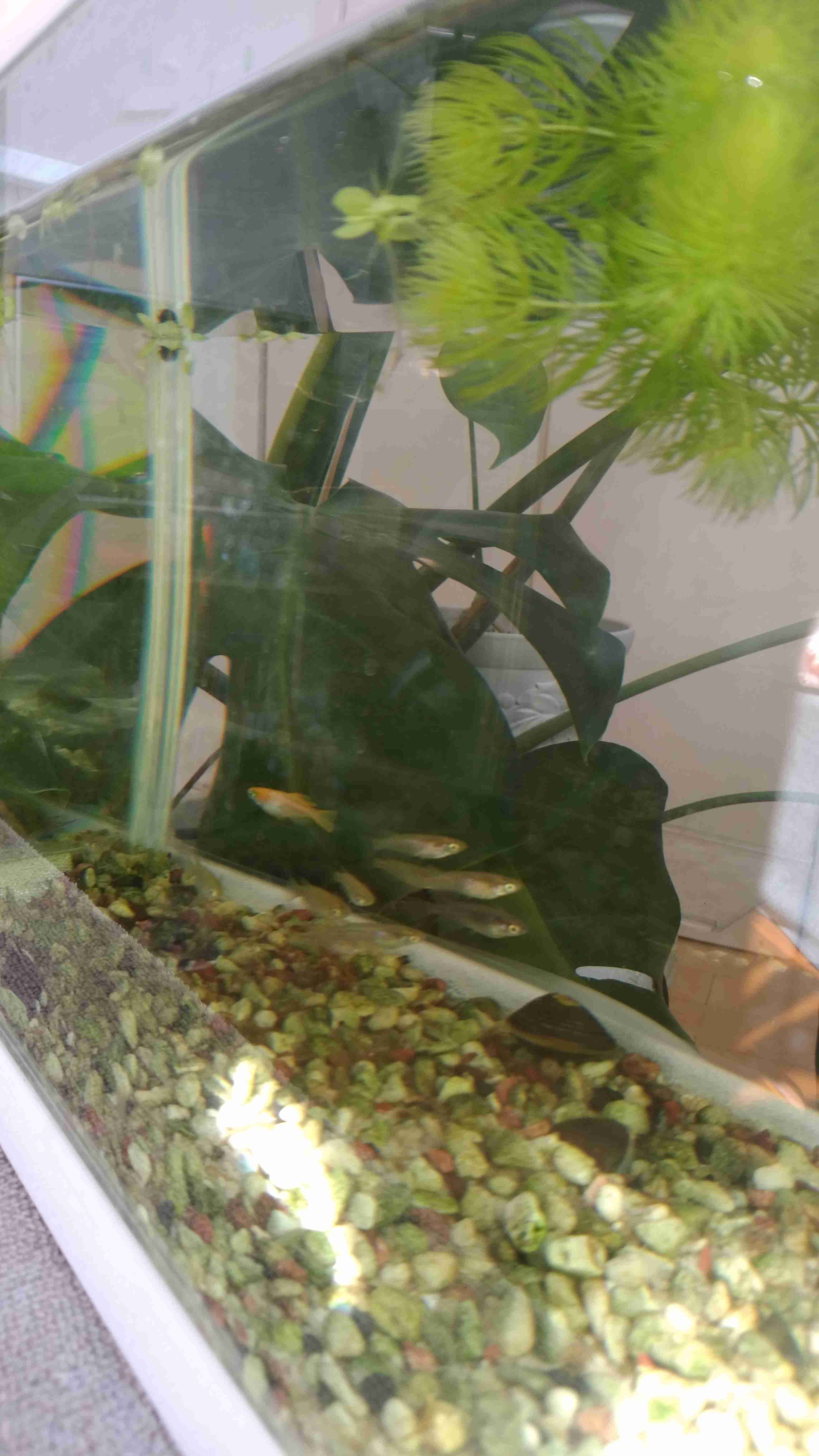 《身バレしない程度に》お宅の愛魚さん見せて下さい。