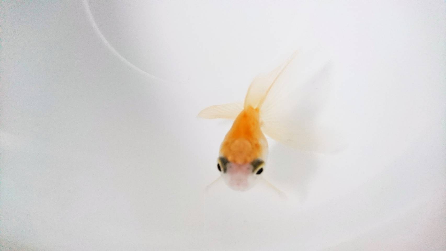 《身バレしない程度に》お宅の愛魚さん見せて下さい。
