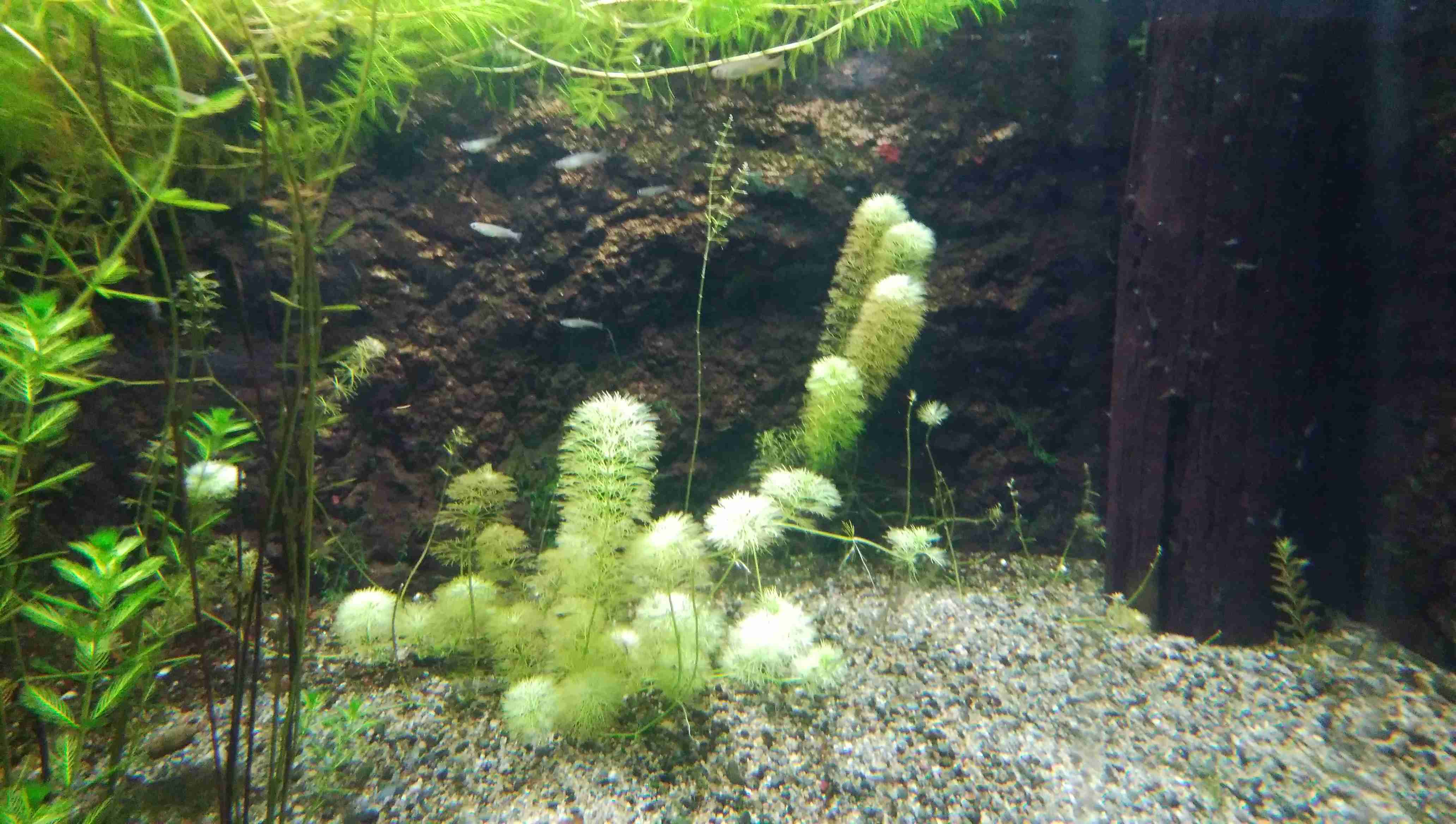 《身バレしない程度に》お宅の愛魚さん見せて下さい。
