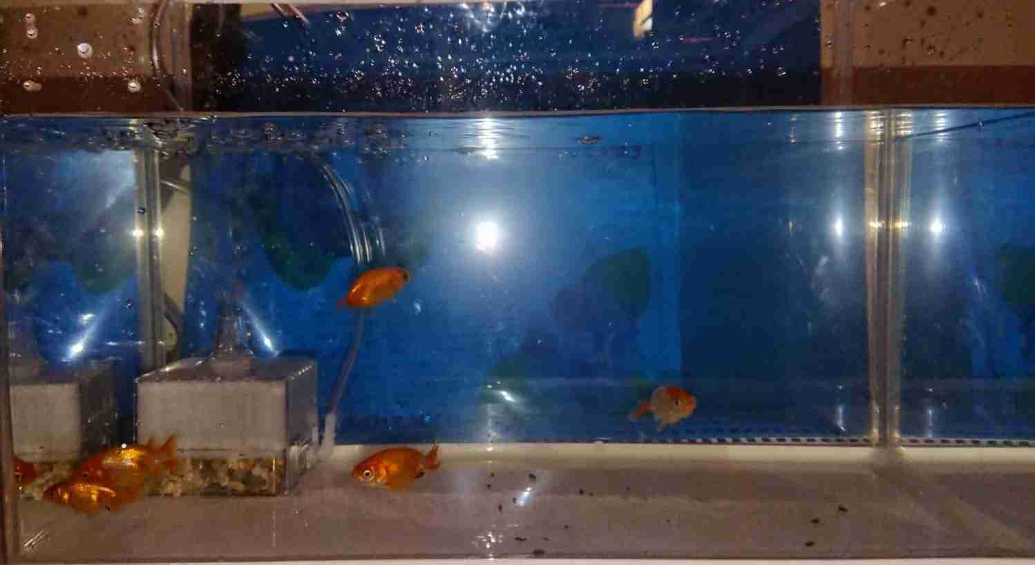 《身バレしない程度に》お宅の愛魚さん見せて下さい。