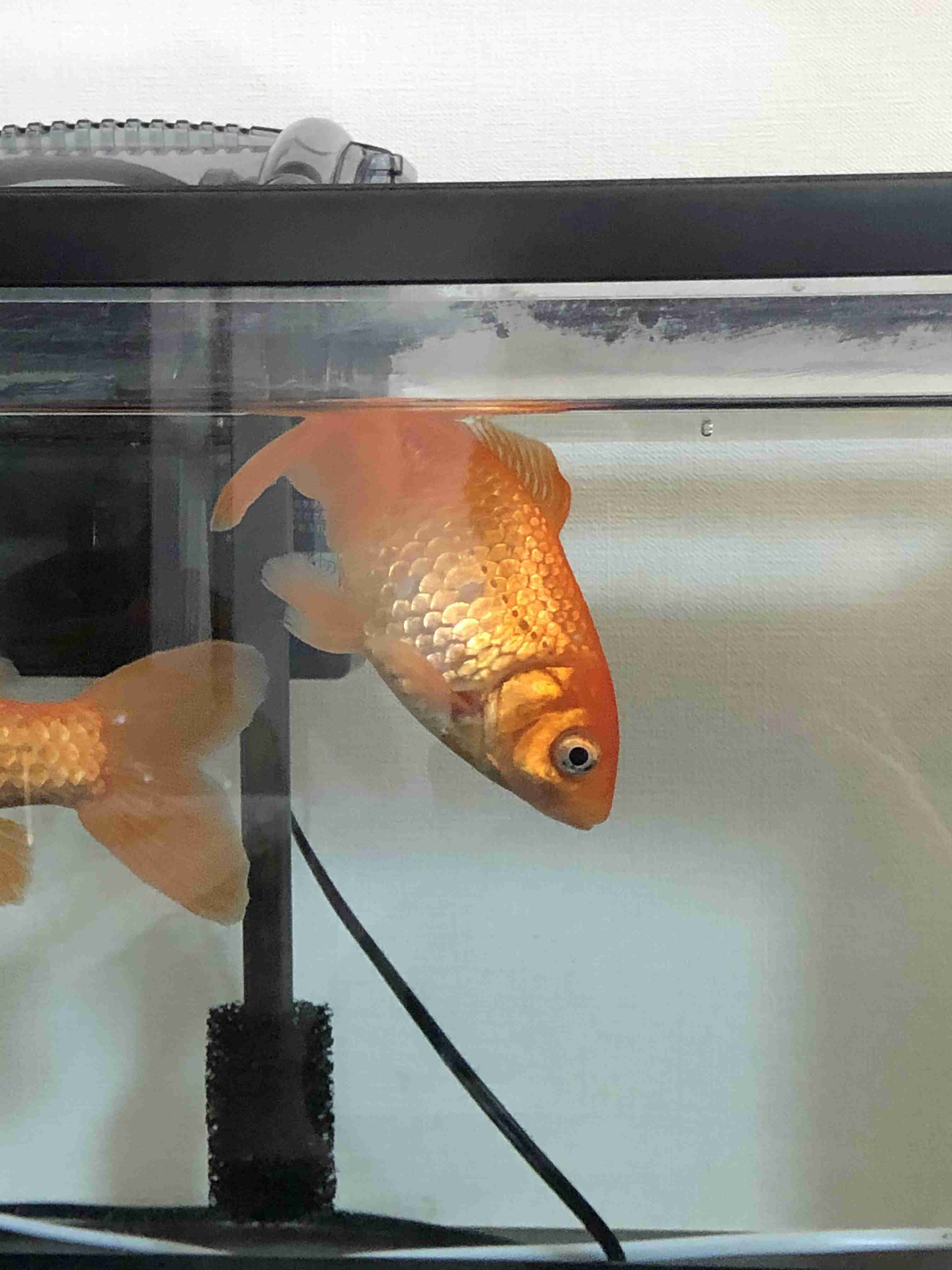 《身バレしない程度に》お宅の愛魚さん見せて下さい。