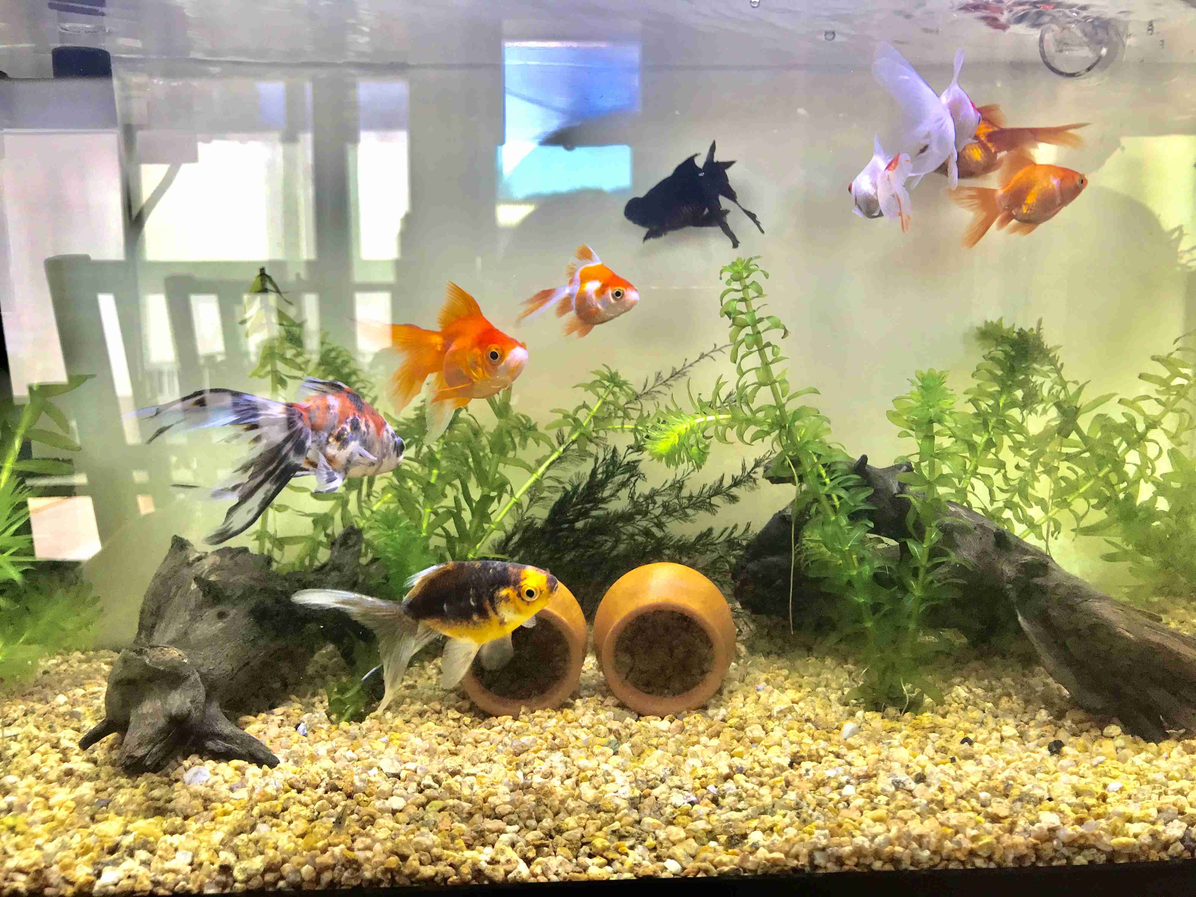 《身バレしない程度に》お宅の愛魚さん見せて下さい。