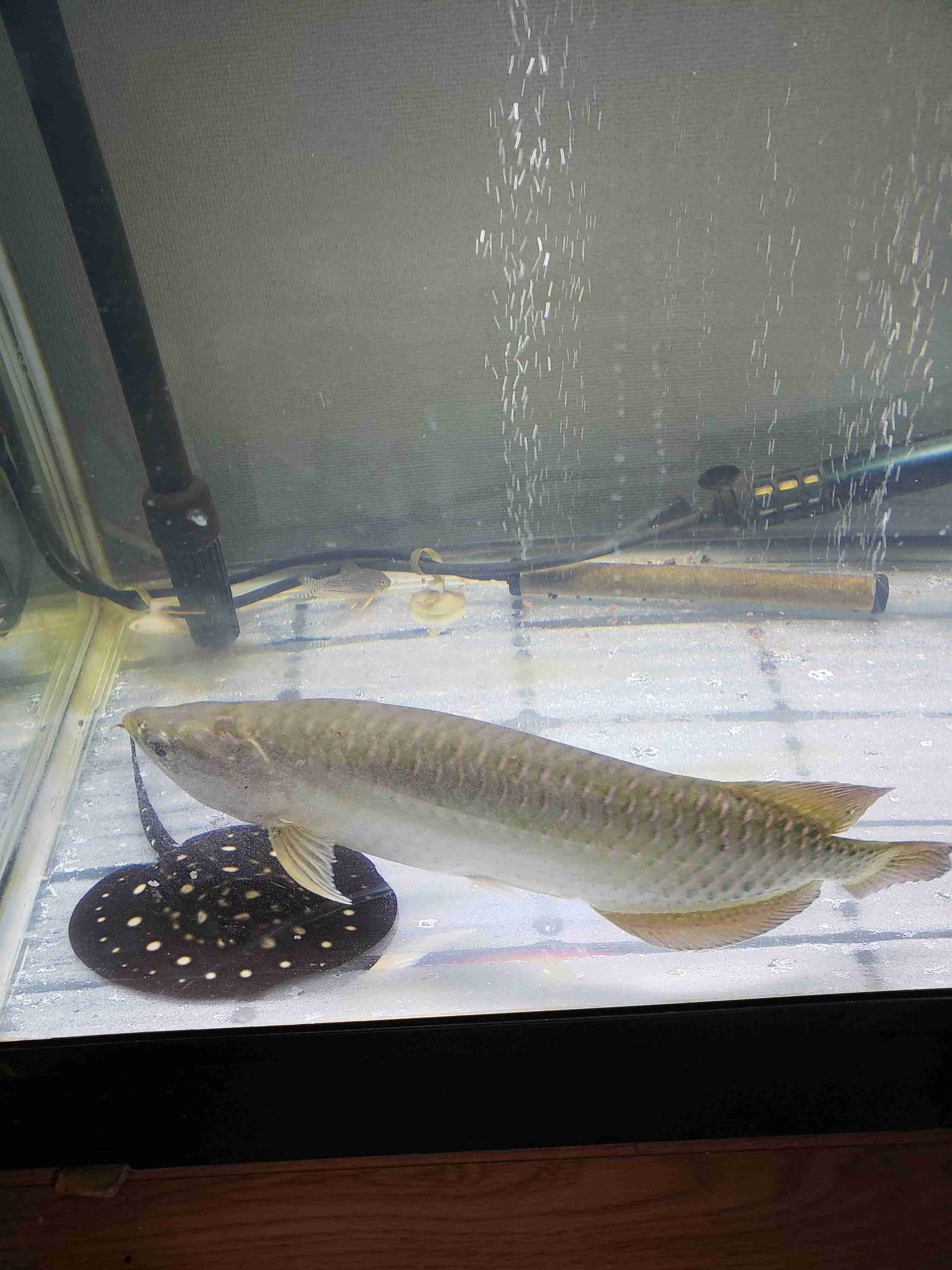 《身バレしない程度に》お宅の愛魚さん見せて下さい。