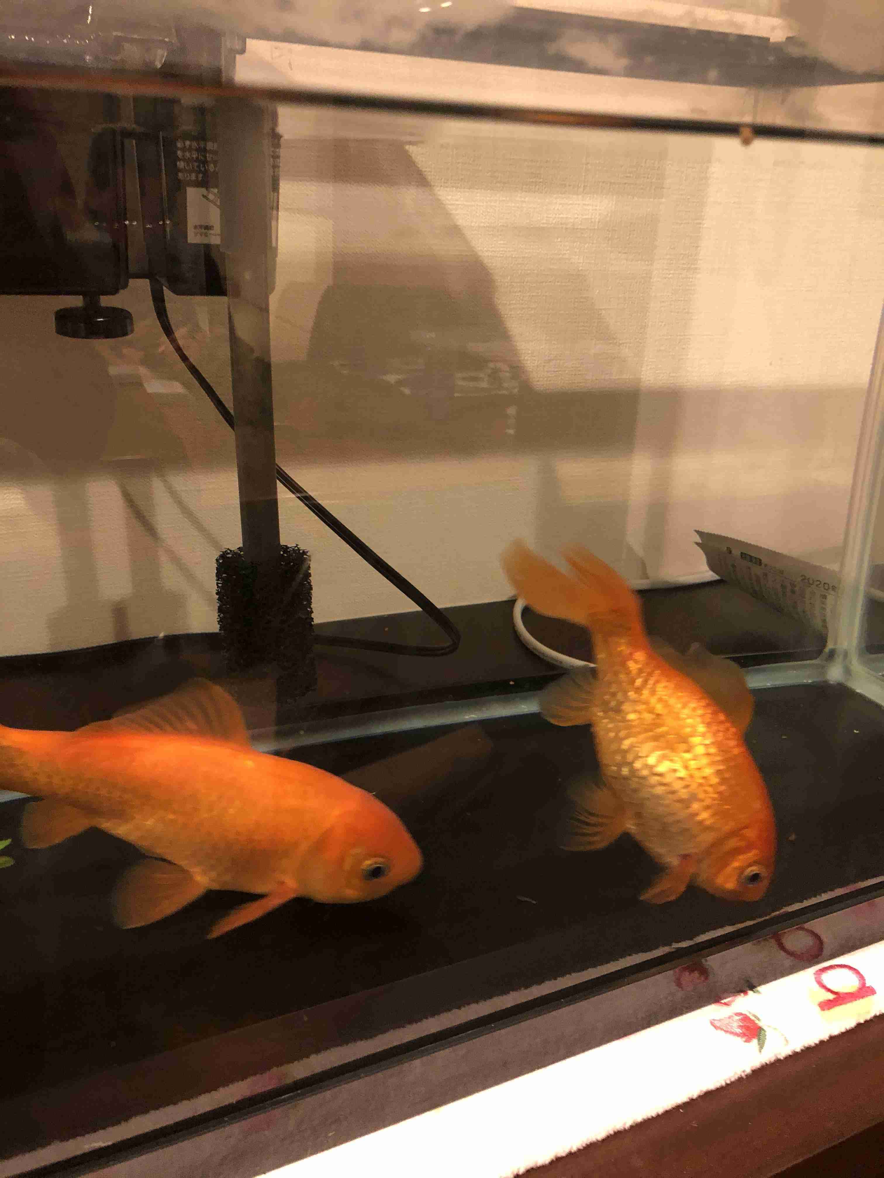 《身バレしない程度に》お宅の愛魚さん見せて下さい。
