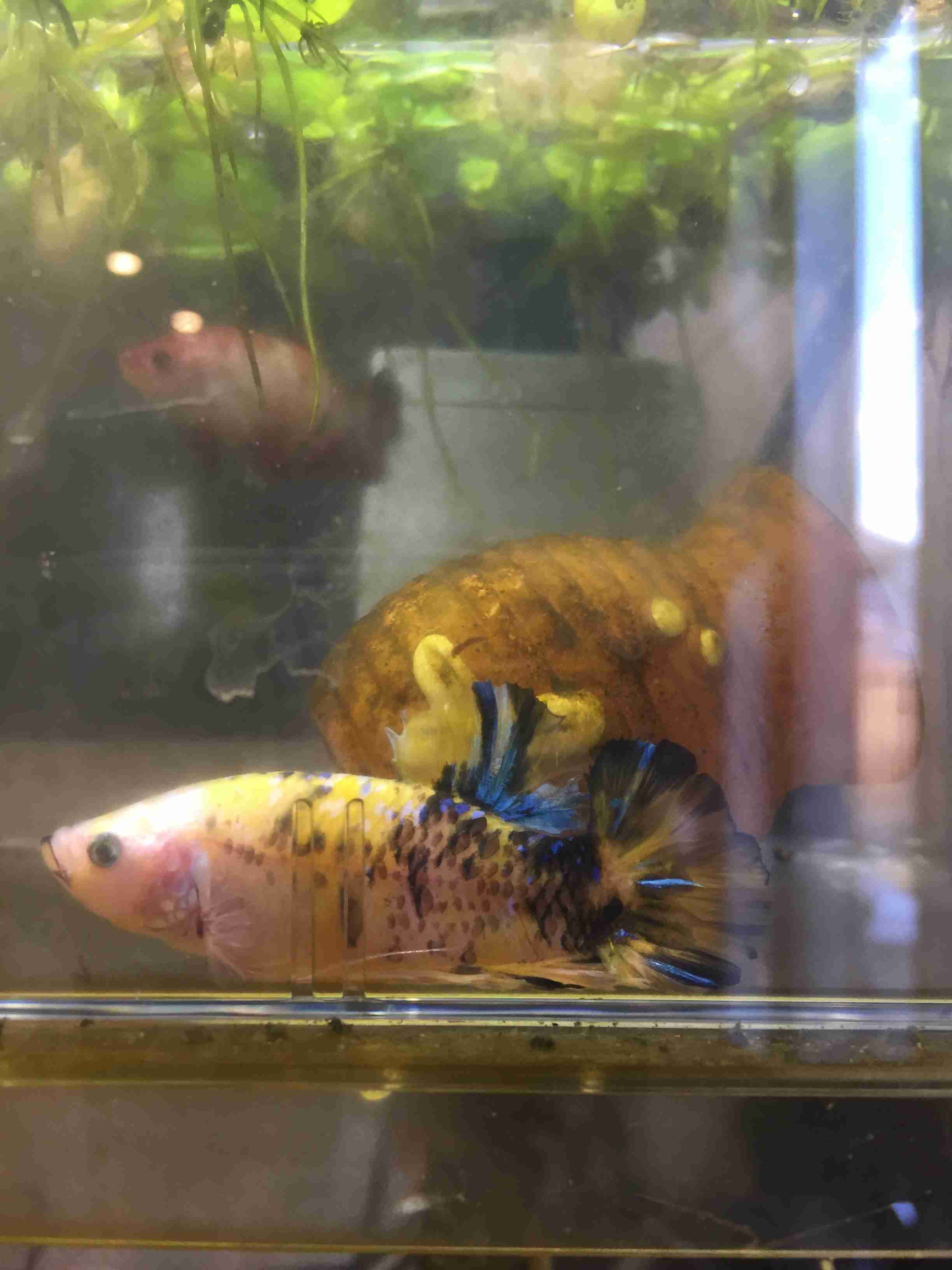 《身バレしない程度に》お宅の愛魚さん見せて下さい。