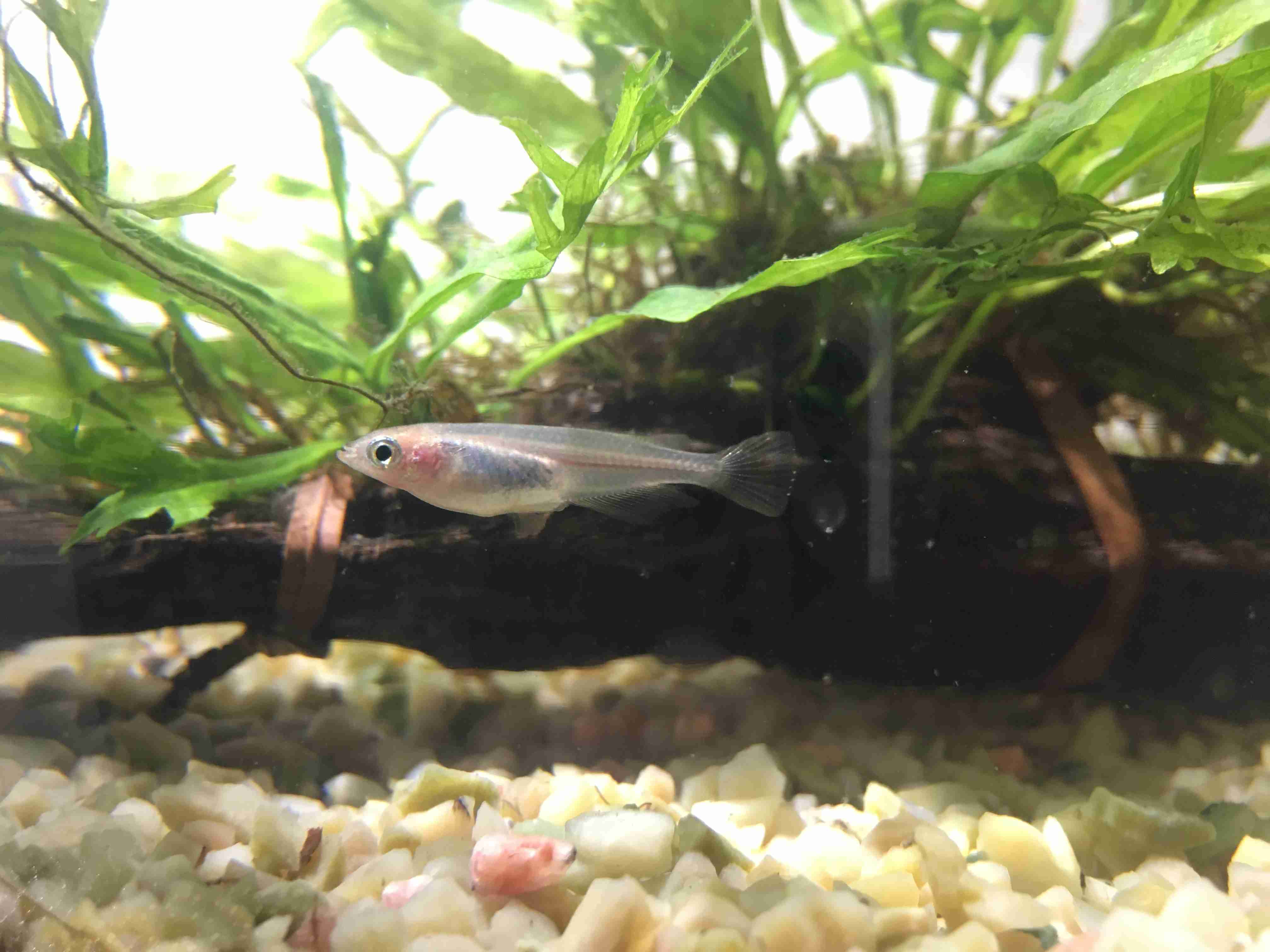 《身バレしない程度に》お宅の愛魚さん見せて下さい。