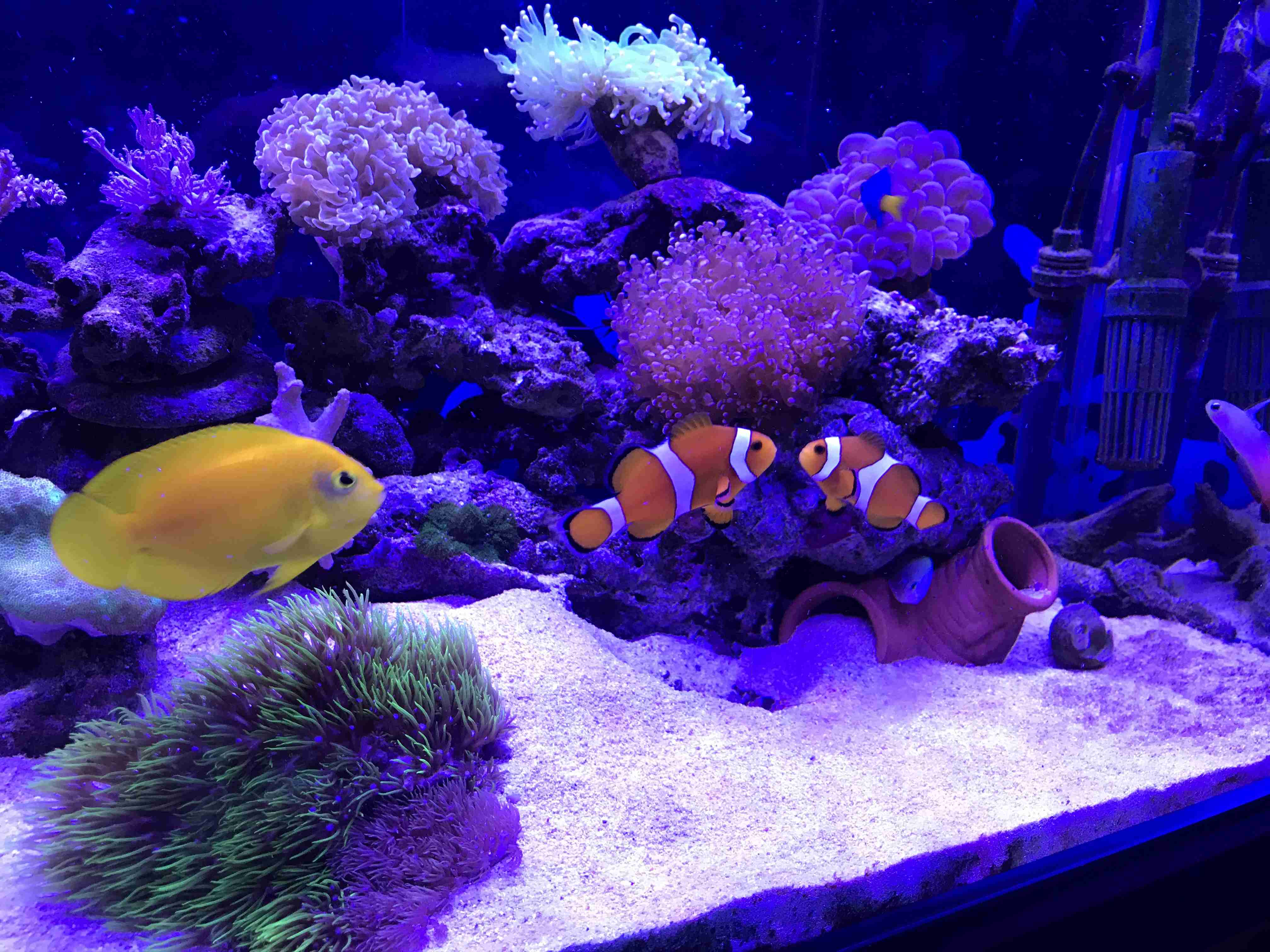 《身バレしない程度に》お宅の愛魚さん見せて下さい。