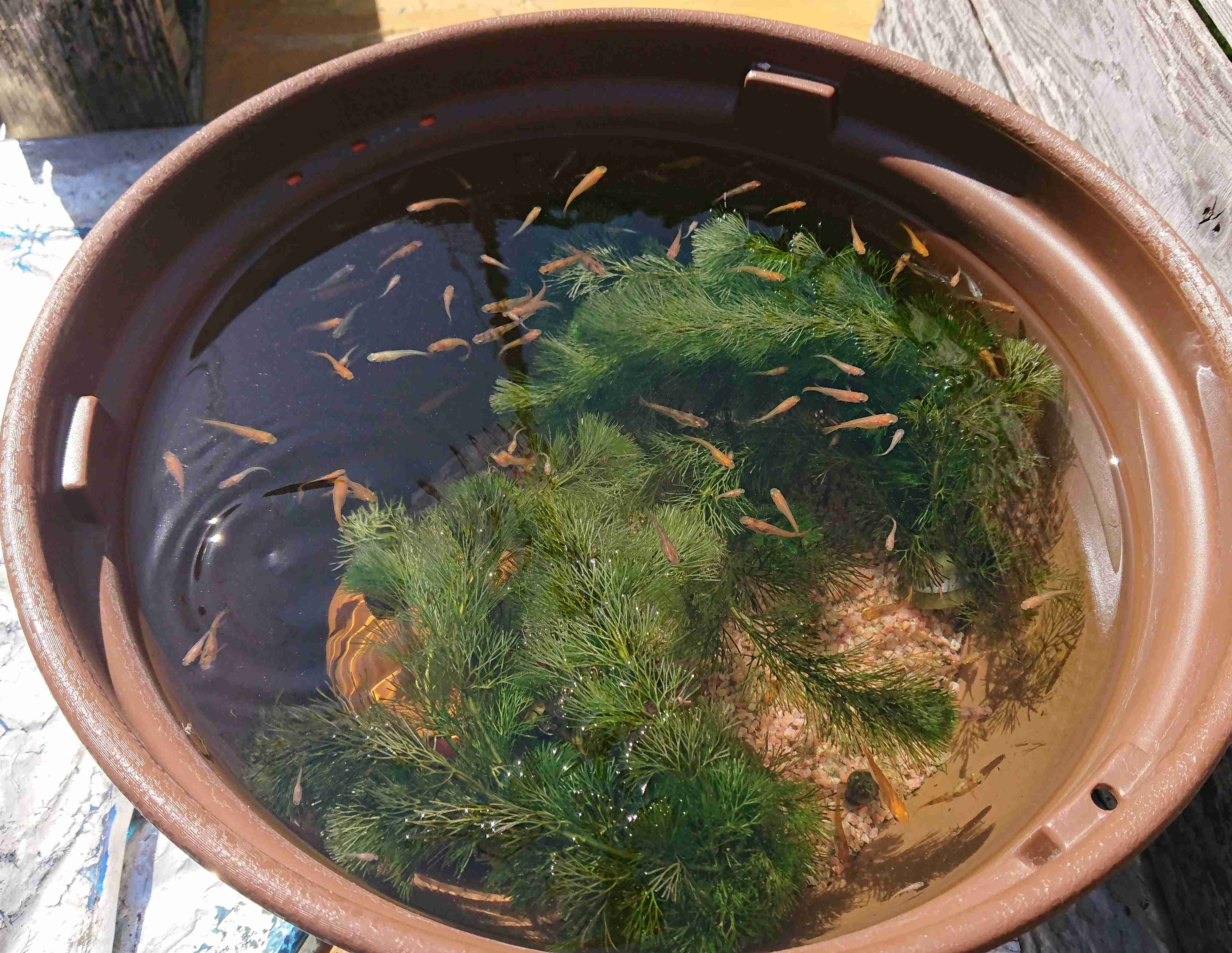 《身バレしない程度に》お宅の愛魚さん見せて下さい。