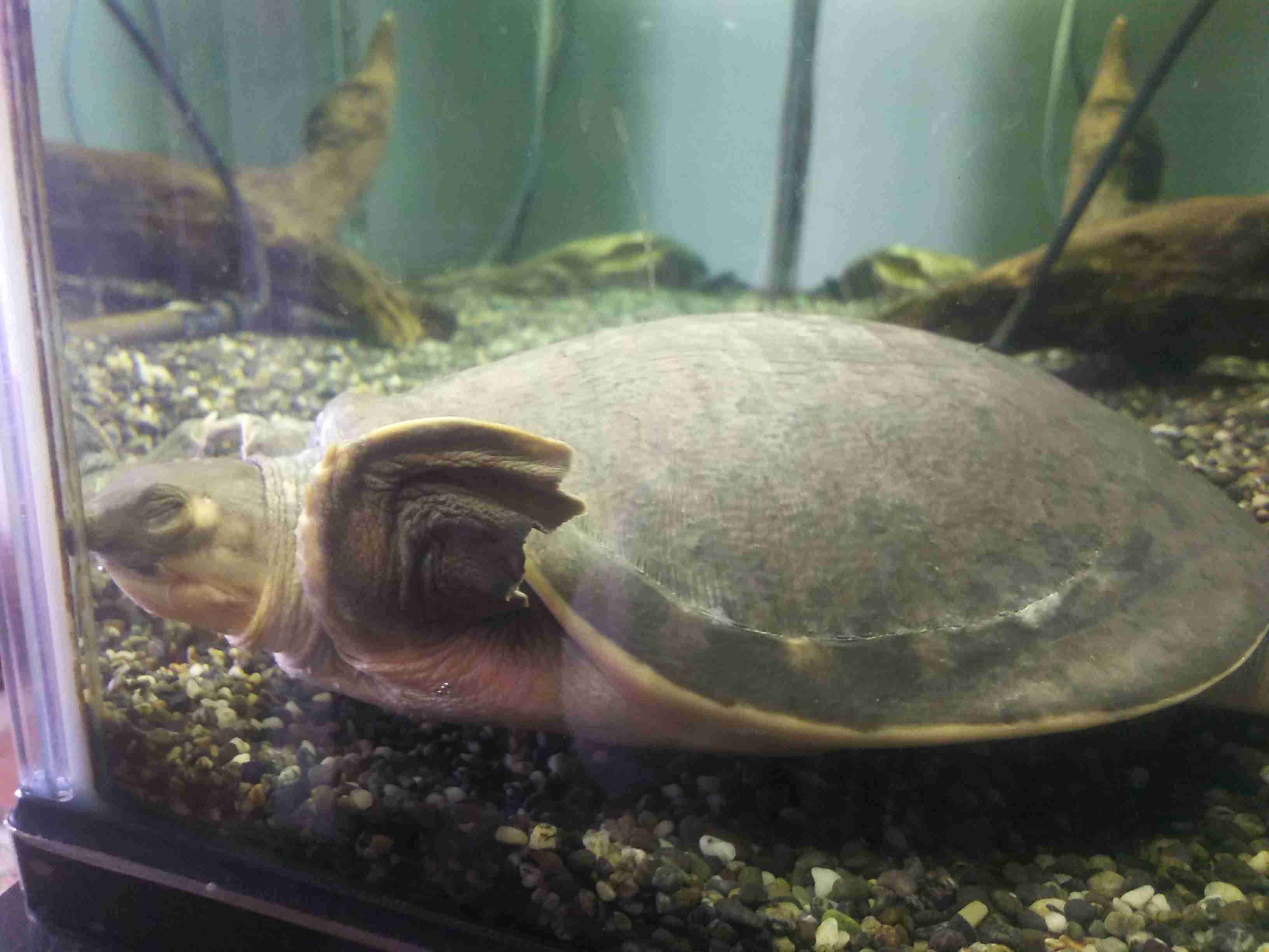 《身バレしない程度に》お宅の愛魚さん見せて下さい。