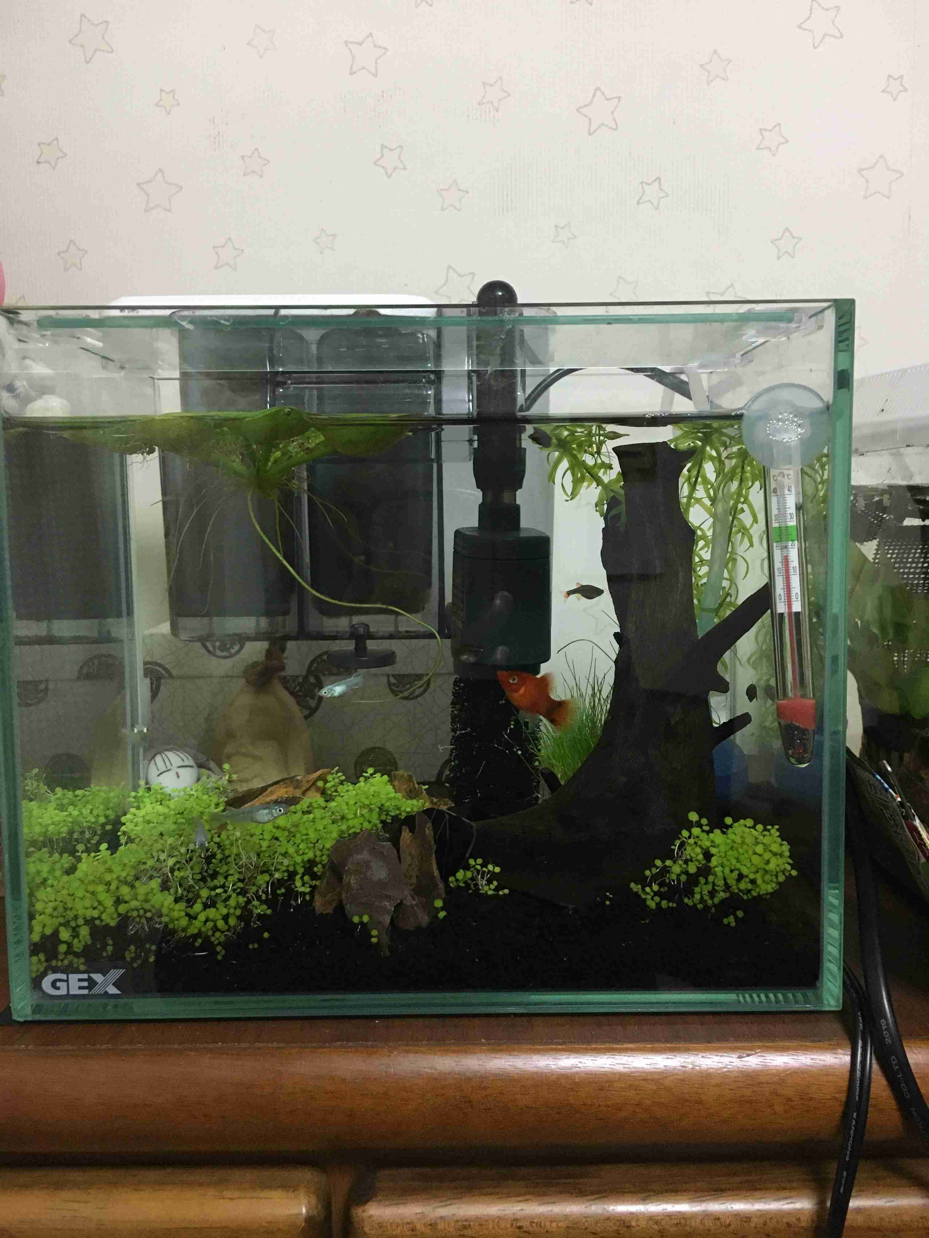 《身バレしない程度に》お宅の愛魚さん見せて下さい。