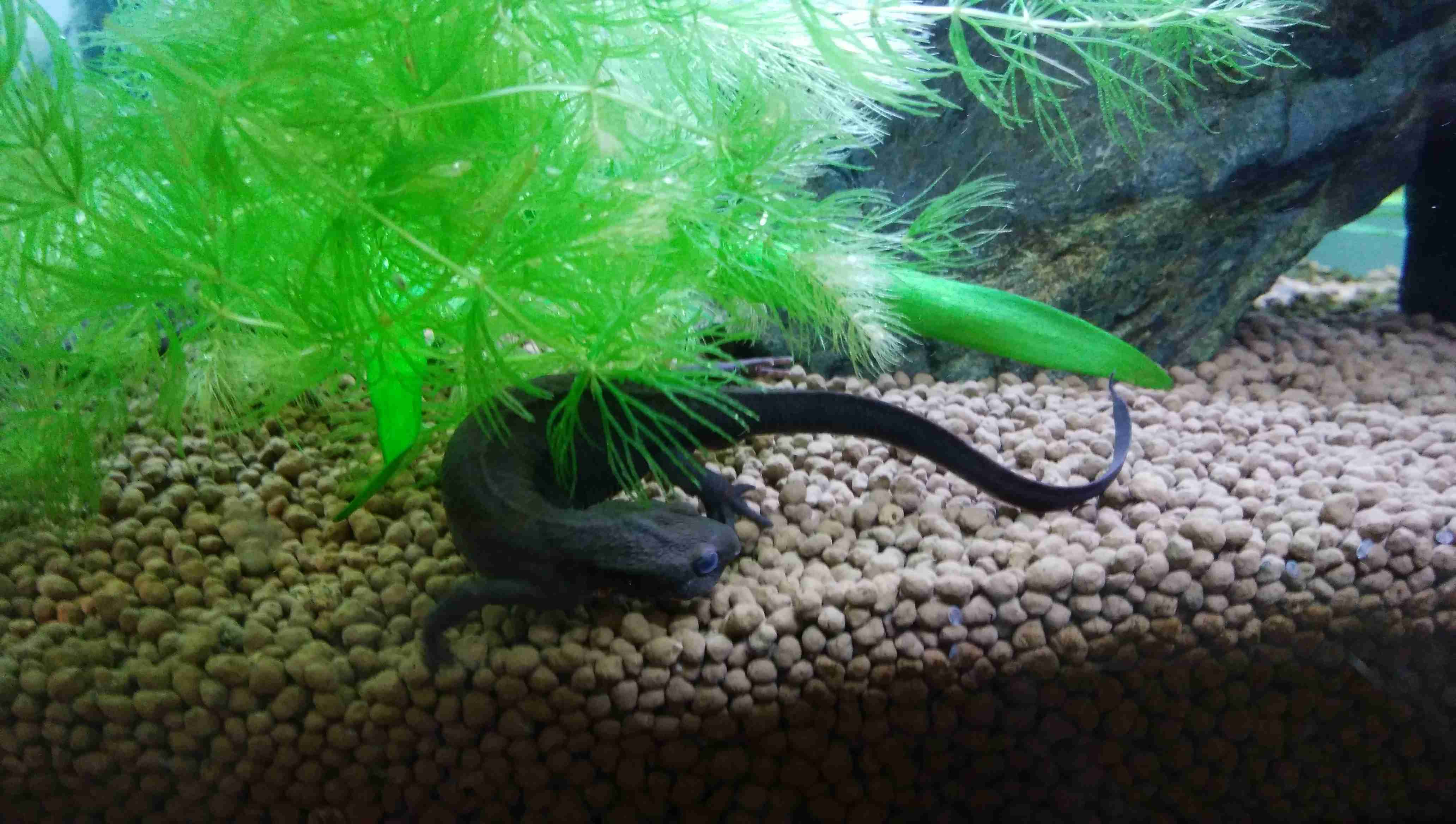 《身バレしない程度に》お宅の愛魚さん見せて下さい。