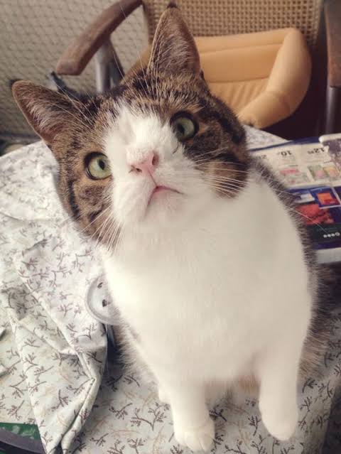 寄り目の猫がSNSで大人気　飼い主はグッズ販売の売上げを動物保護施設へ寄付（米）