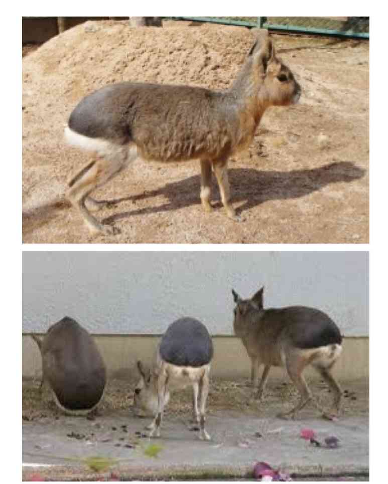 動物園にいる  主役にはなれないけど私はこの子が好きなの！と紹介したい動物