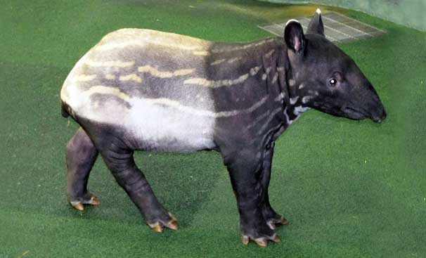 動物園にいる  主役にはなれないけど私はこの子が好きなの！と紹介したい動物