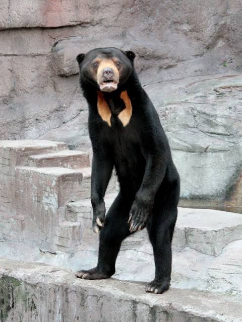 動物園にいる  主役にはなれないけど私はこの子が好きなの！と紹介したい動物