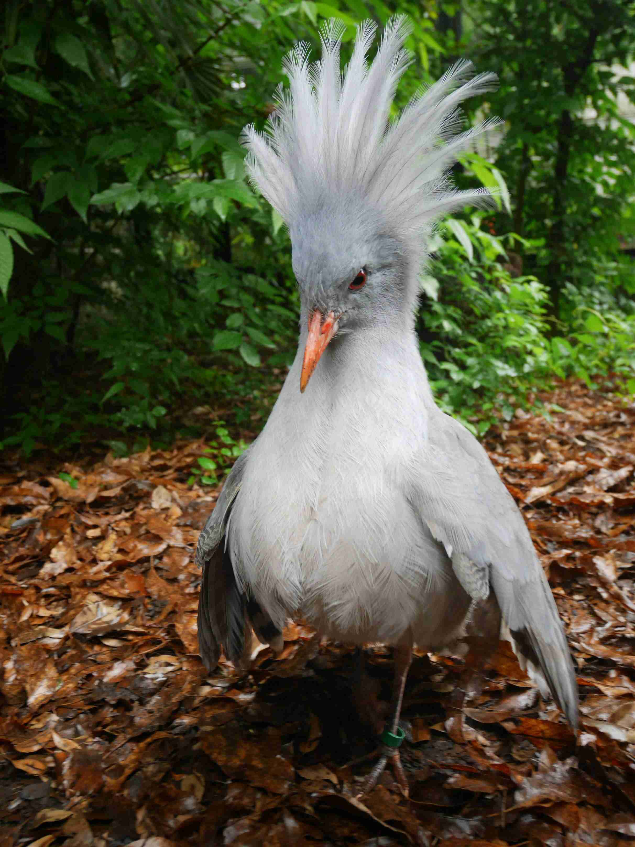 動物園にいる  主役にはなれないけど私はこの子が好きなの！と紹介したい動物