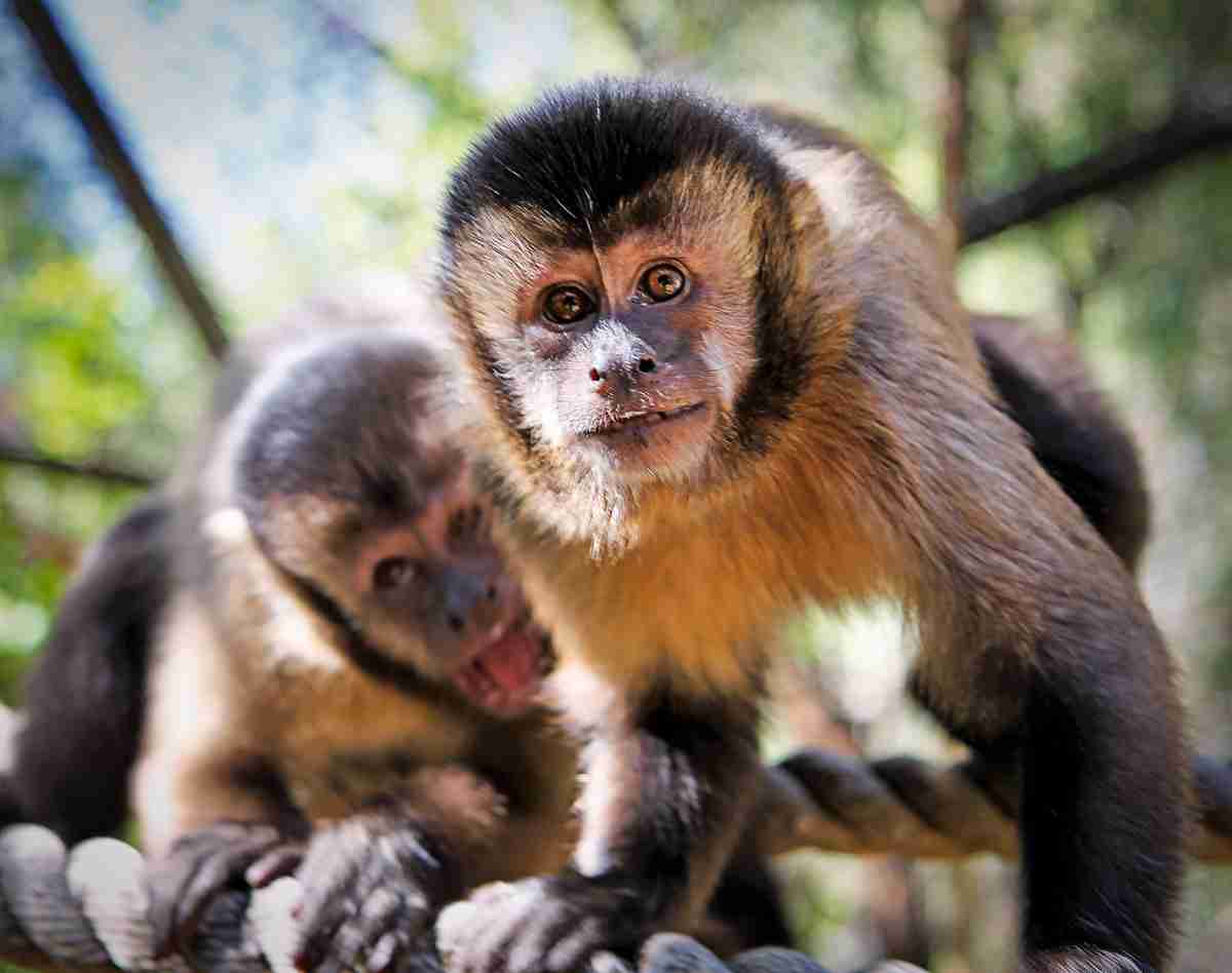 動物園にいる  主役にはなれないけど私はこの子が好きなの！と紹介したい動物