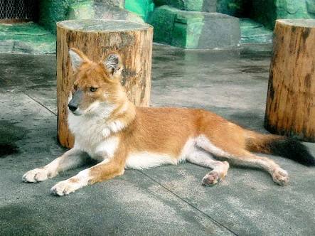 動物園にいる  主役にはなれないけど私はこの子が好きなの！と紹介したい動物