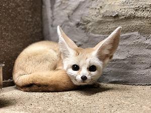 動物園にいる  主役にはなれないけど私はこの子が好きなの！と紹介したい動物