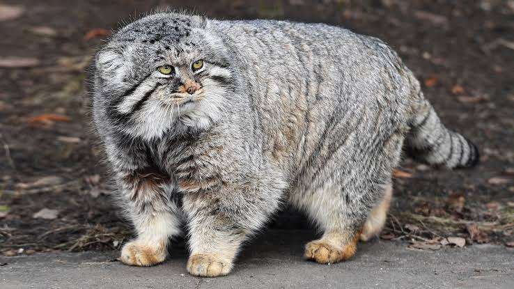動物園にいる  主役にはなれないけど私はこの子が好きなの！と紹介したい動物