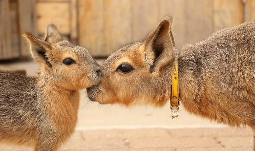 動物園にいる  主役にはなれないけど私はこの子が好きなの！と紹介したい動物