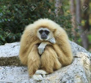動物園にいる  主役にはなれないけど私はこの子が好きなの！と紹介したい動物