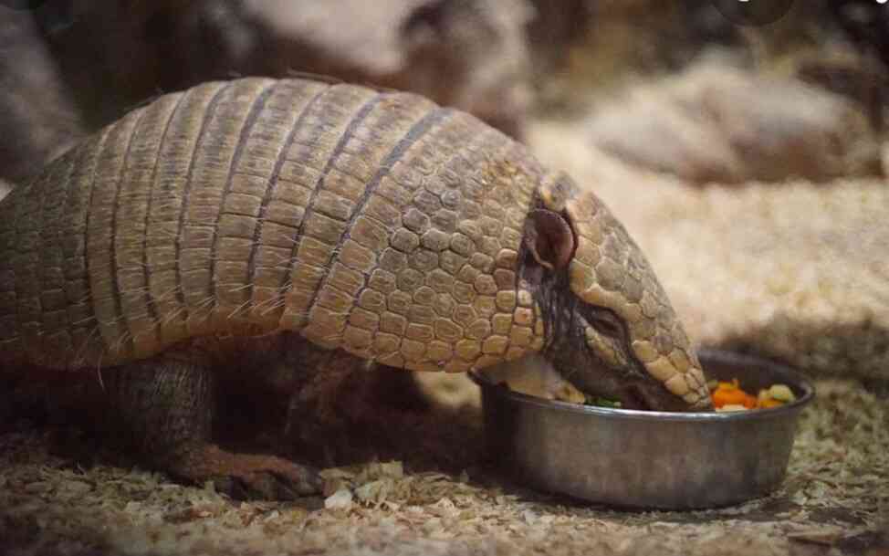 動物園にいる  主役にはなれないけど私はこの子が好きなの！と紹介したい動物