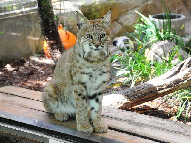 動物園にいる  主役にはなれないけど私はこの子が好きなの！と紹介したい動物