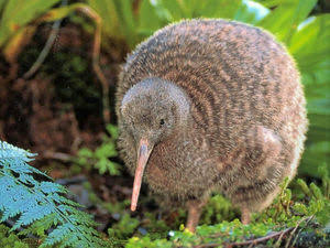 動物園にいる  主役にはなれないけど私はこの子が好きなの！と紹介したい動物