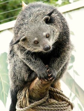 動物園にいる  主役にはなれないけど私はこの子が好きなの！と紹介したい動物