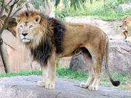 動物園にいる  主役にはなれないけど私はこの子が好きなの！と紹介したい動物