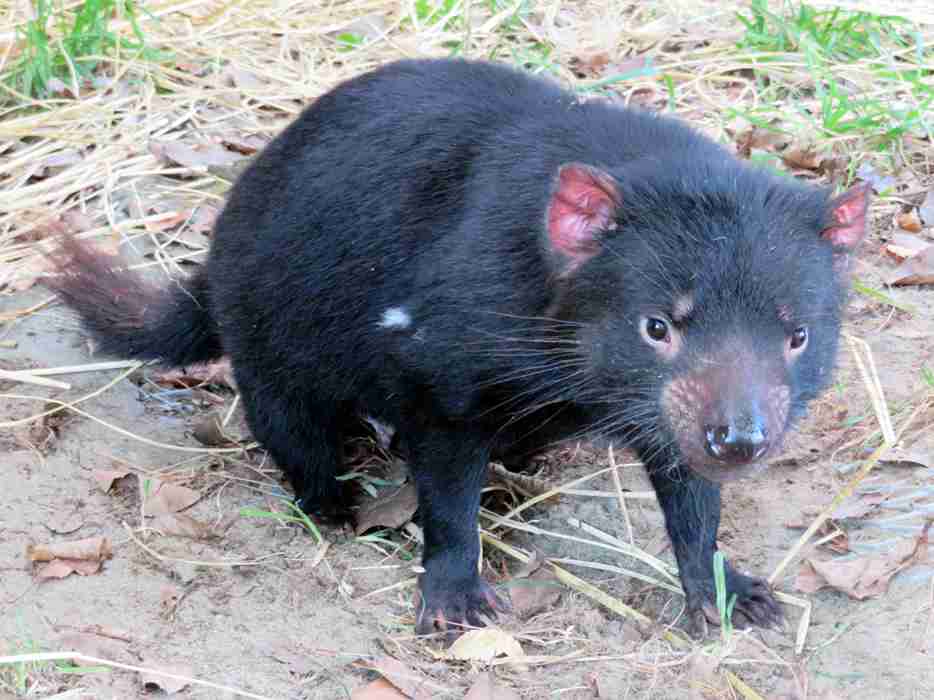 動物園にいる  主役にはなれないけど私はこの子が好きなの！と紹介したい動物