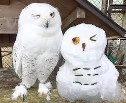 動物園にいる  主役にはなれないけど私はこの子が好きなの！と紹介したい動物