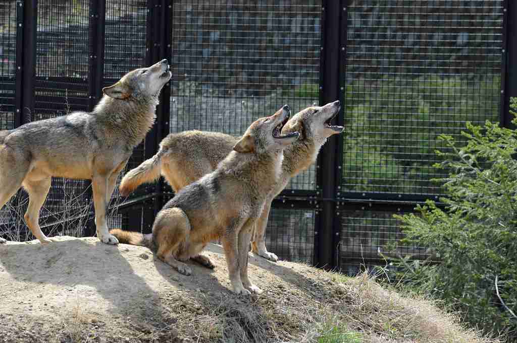 動物園にいる  主役にはなれないけど私はこの子が好きなの！と紹介したい動物