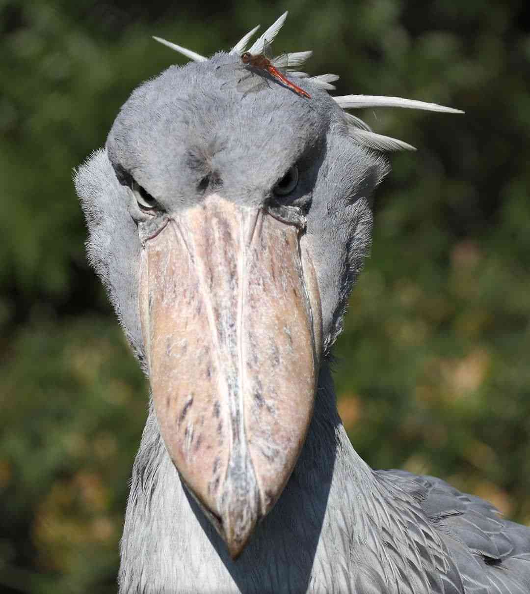 動物園にいる  主役にはなれないけど私はこの子が好きなの！と紹介したい動物