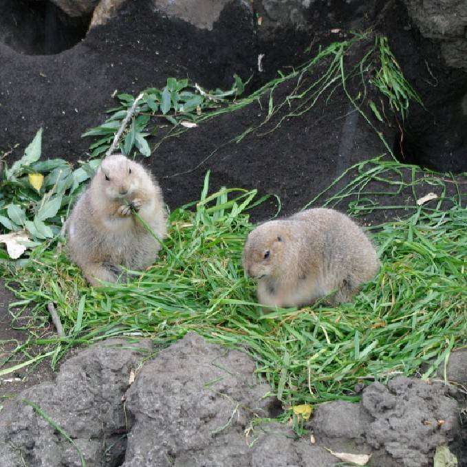 動物園にいる  主役にはなれないけど私はこの子が好きなの！と紹介したい動物
