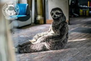 動物園にいる  主役にはなれないけど私はこの子が好きなの！と紹介したい動物