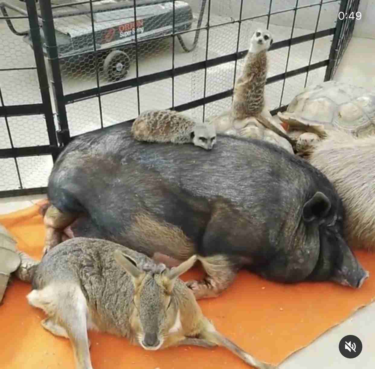 動物園にいる  主役にはなれないけど私はこの子が好きなの！と紹介したい動物