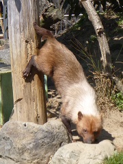 動物園にいる  主役にはなれないけど私はこの子が好きなの！と紹介したい動物