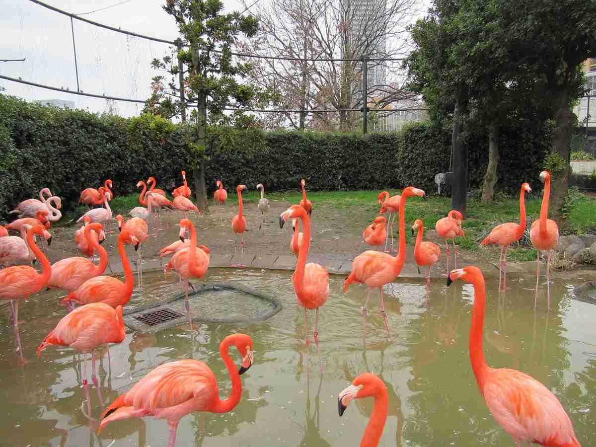 動物園にいる  主役にはなれないけど私はこの子が好きなの！と紹介したい動物