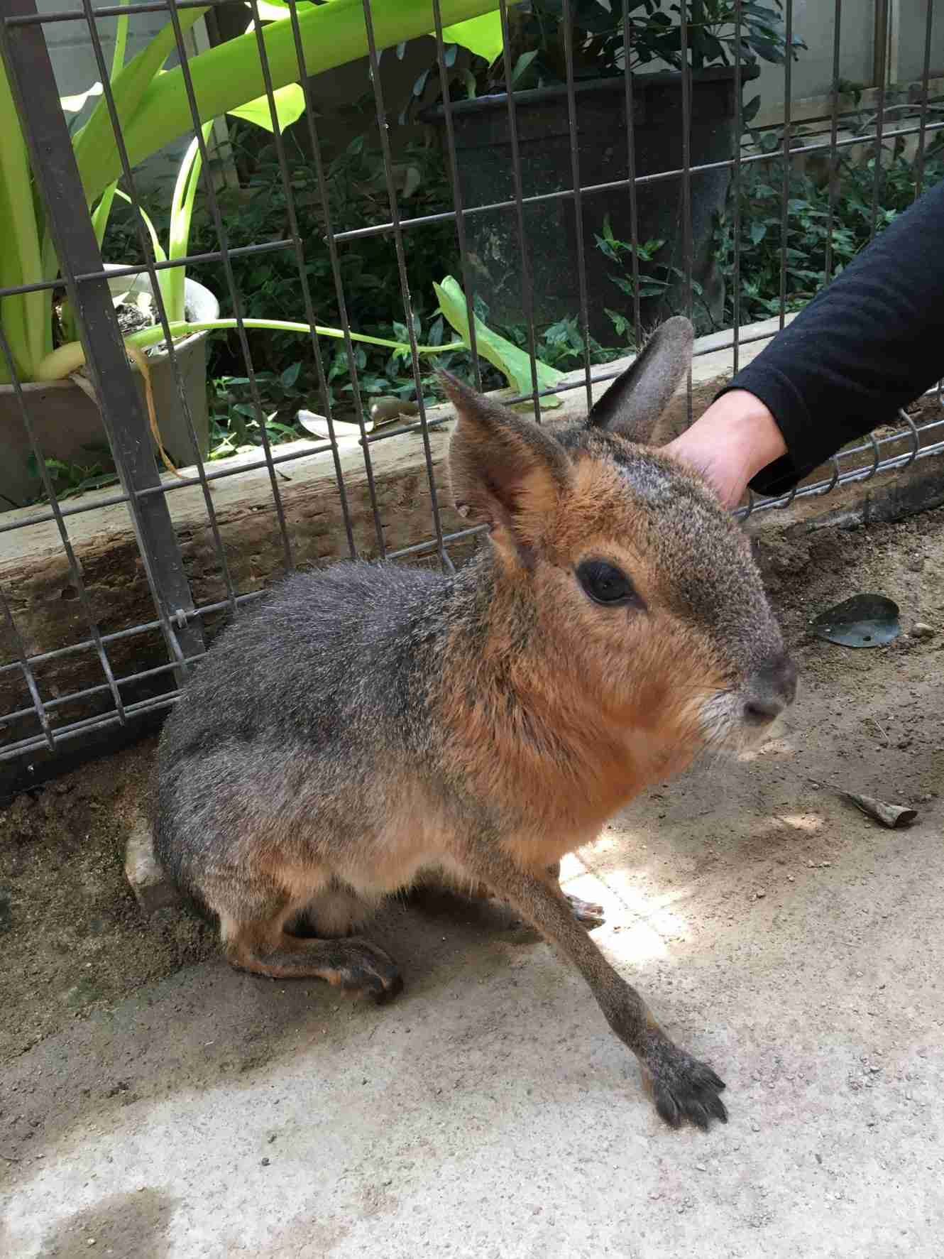 動物園にいる  主役にはなれないけど私はこの子が好きなの！と紹介したい動物