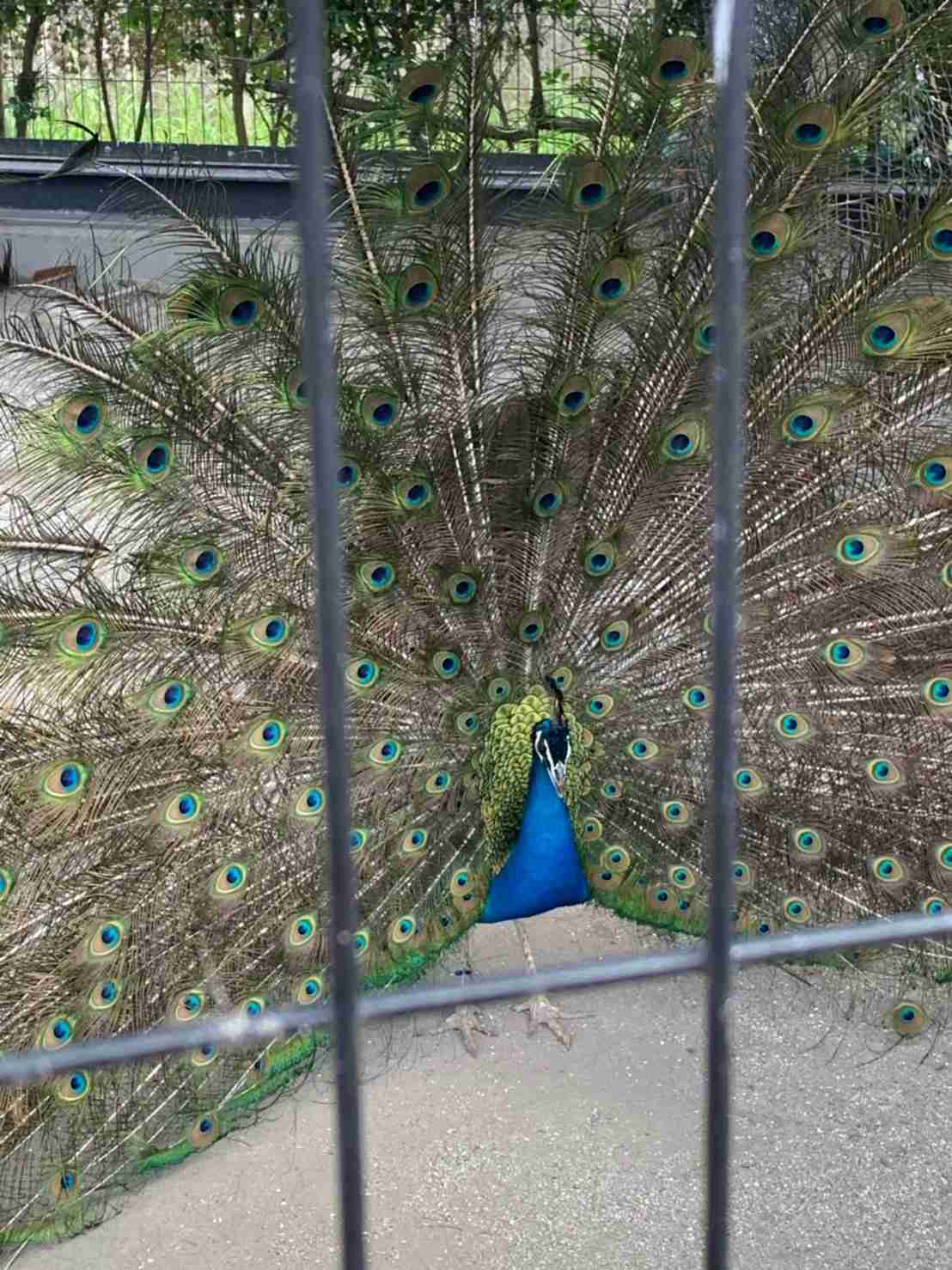 動物園にいる  主役にはなれないけど私はこの子が好きなの！と紹介したい動物
