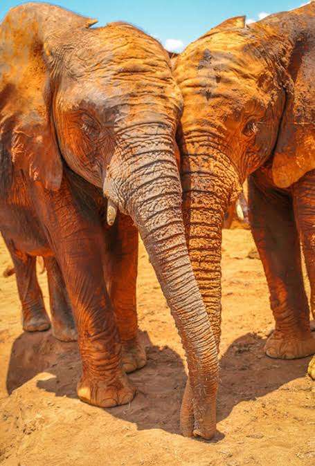 動物園にいる  主役にはなれないけど私はこの子が好きなの！と紹介したい動物