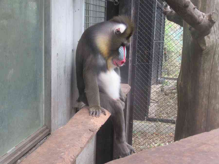 動物園にいる  主役にはなれないけど私はこの子が好きなの！と紹介したい動物